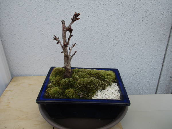 f:id:midorineko_cutter_mat:20200303080932j:plain f:id:midorineko_cutter_mat:20200303080932j:plain