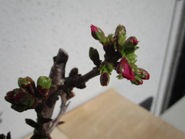 f:id:midorineko_cutter_mat:20200321092818j:plain f:id:midorineko_cutter_mat:20200321092818j:plain