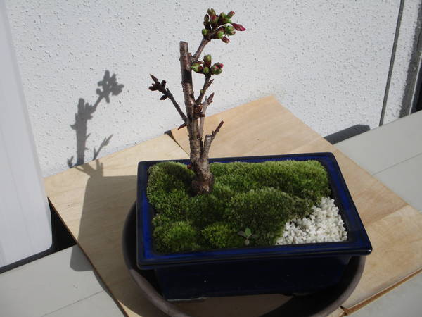 f:id:midorineko_cutter_mat:20200321092833j:plain f:id:midorineko_cutter_mat:20200321092833j:plain