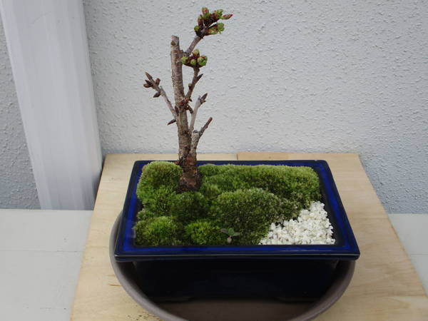 f:id:midorineko_cutter_mat:20200321092848j:plain f:id:midorineko_cutter_mat:20200321092848j:plain
