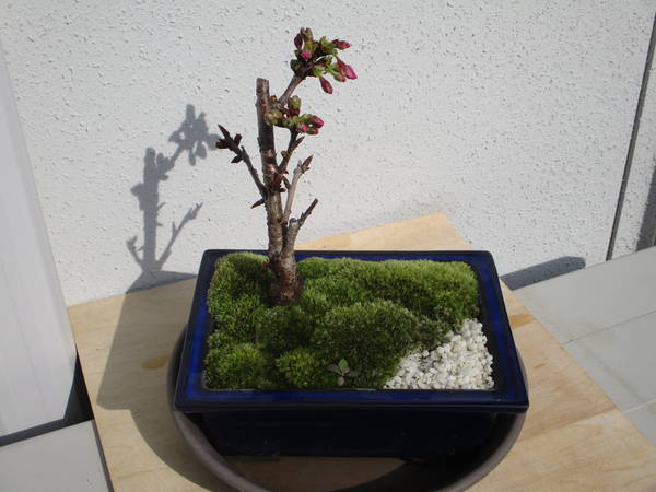 f:id:midorineko_cutter_mat:20200323180635j:plain