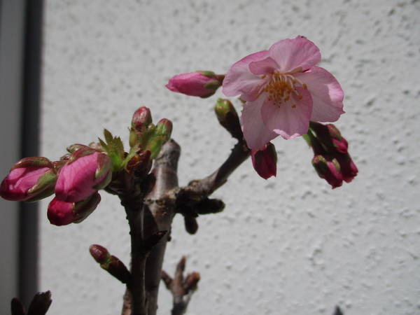 f:id:midorineko_cutter_mat:20200323180705j:plain