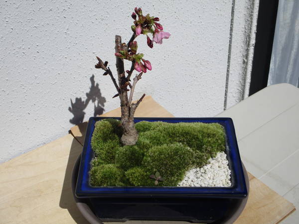 f:id:midorineko_cutter_mat:20200323180722j:plain