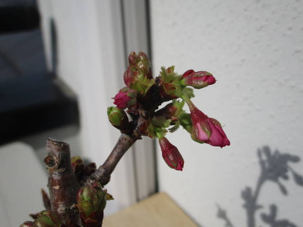 f:id:midorineko_cutter_mat:20200323181219j:plain