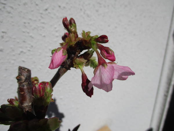 f:id:midorineko_cutter_mat:20200323181319j:plain