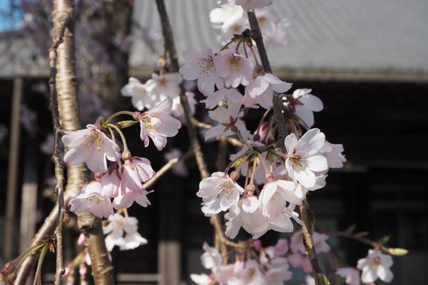 f:id:midorineko_cutter_mat:20200323183836j:plain