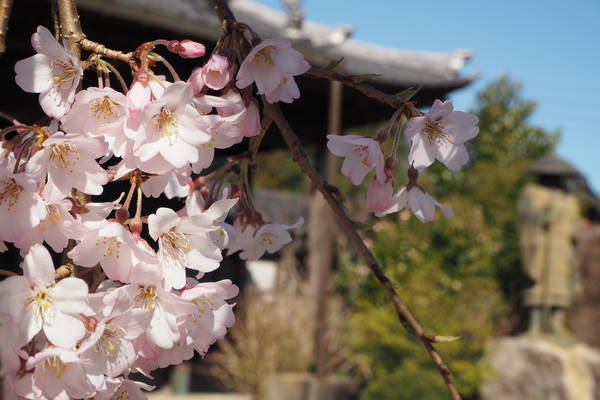 f:id:midorineko_cutter_mat:20200323184023j:plain