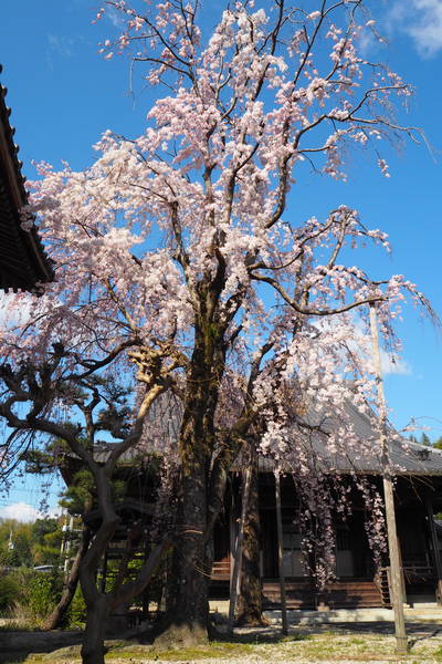f:id:midorineko_cutter_mat:20200324140620j:plain