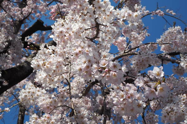 f:id:midorineko_cutter_mat:20200324140751j:plain