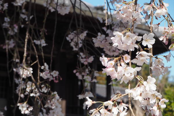f:id:midorineko_cutter_mat:20200325145803j:plain
