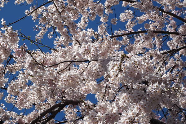 f:id:midorineko_cutter_mat:20200325145857j:plain