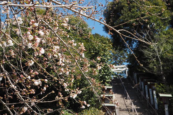 f:id:midorineko_cutter_mat:20200325155529j:plain