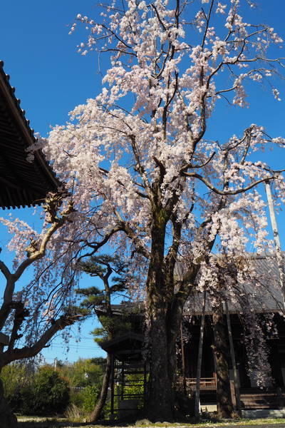 f:id:midorineko_cutter_mat:20200326210403j:plain