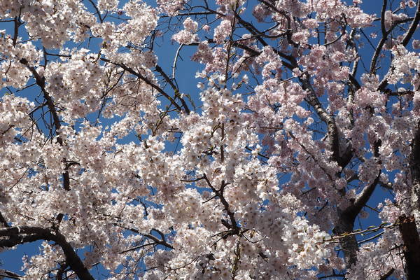 f:id:midorineko_cutter_mat:20200326210442j:plain