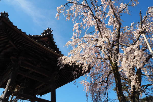 f:id:midorineko_cutter_mat:20200326210626j:plain