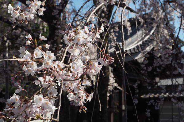 f:id:midorineko_cutter_mat:20200326211129j:plain