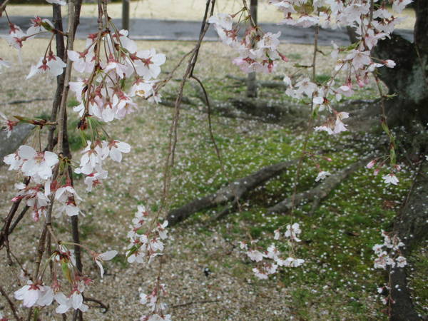 f:id:midorineko_cutter_mat:20200327134615j:plain