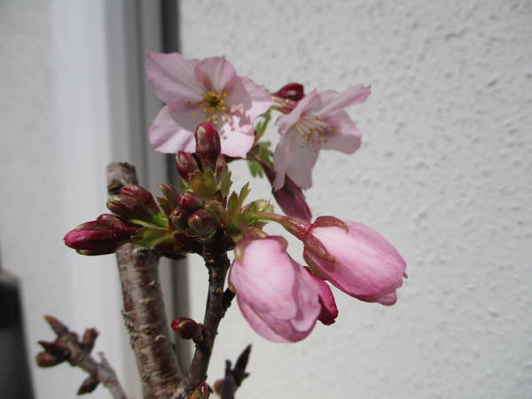 f:id:midorineko_cutter_mat:20200328144606j:plain