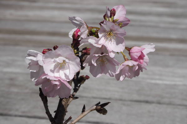 f:id:midorineko_cutter_mat:20200328144734j:plain
