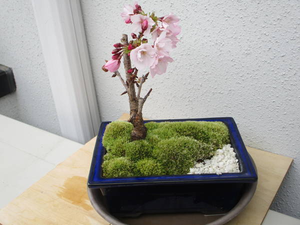 f:id:midorineko_cutter_mat:20200328144755j:plain