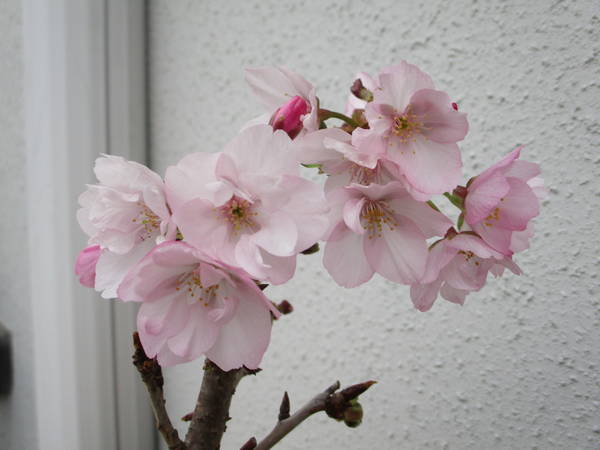 f:id:midorineko_cutter_mat:20200328144813j:plain