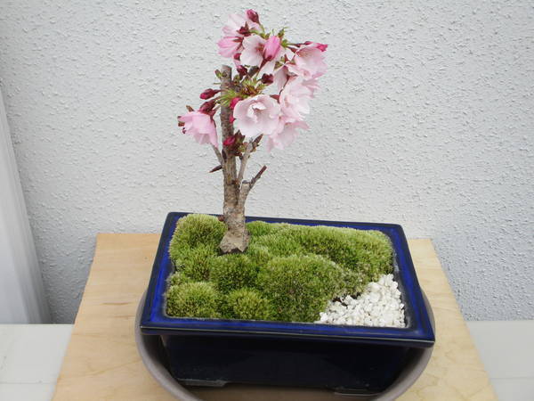 f:id:midorineko_cutter_mat:20200328144833j:plain
