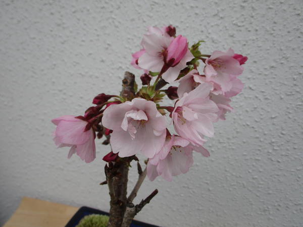 f:id:midorineko_cutter_mat:20200328145118j:plain