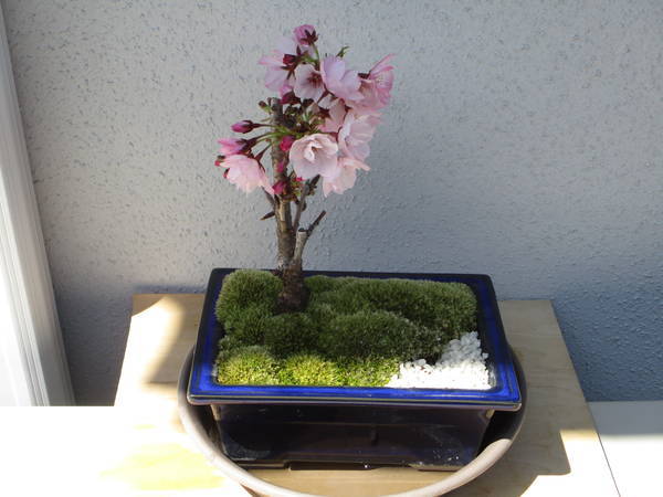 f:id:midorineko_cutter_mat:20200331093602j:plain
