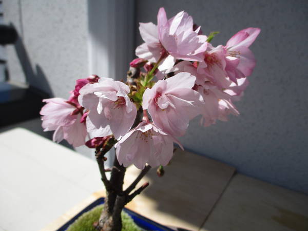 f:id:midorineko_cutter_mat:20200331093615j:plain