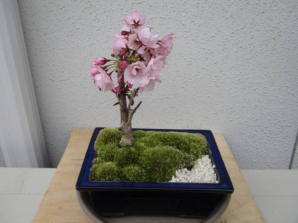 f:id:midorineko_cutter_mat:20200331093630j:plain