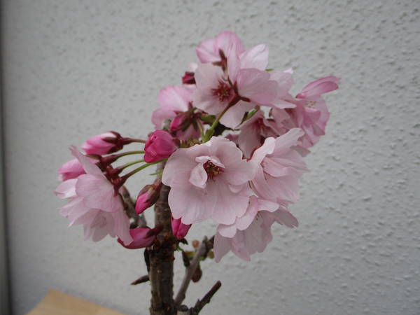 f:id:midorineko_cutter_mat:20200331093644j:plain