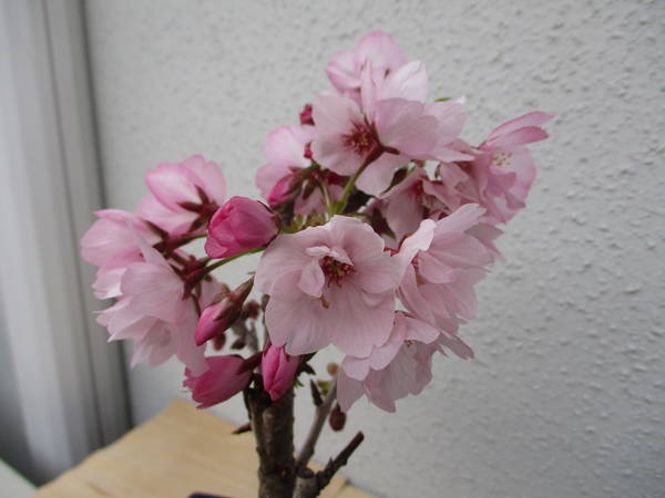 f:id:midorineko_cutter_mat:20200331093713j:plain