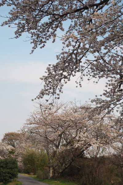 f:id:midorineko_cutter_mat:20200403212546j:plain