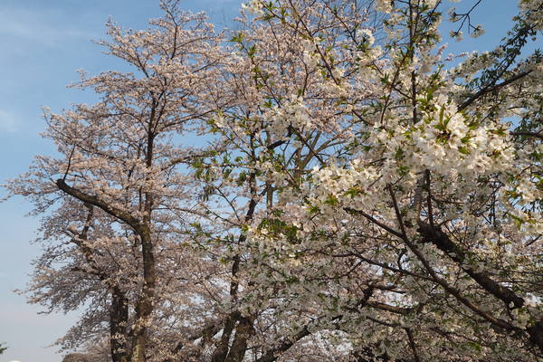 f:id:midorineko_cutter_mat:20200403212613j:plain