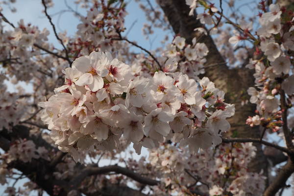 f:id:midorineko_cutter_mat:20200403212717j:plain