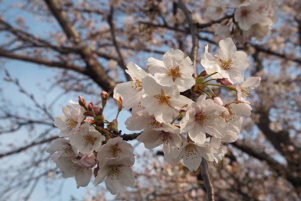 f:id:midorineko_cutter_mat:20200403212858j:plain