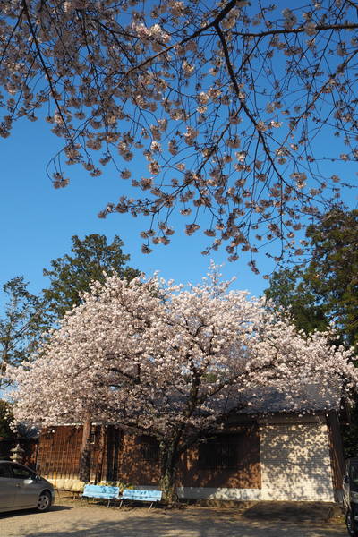 f:id:midorineko_cutter_mat:20200404205016j:plain