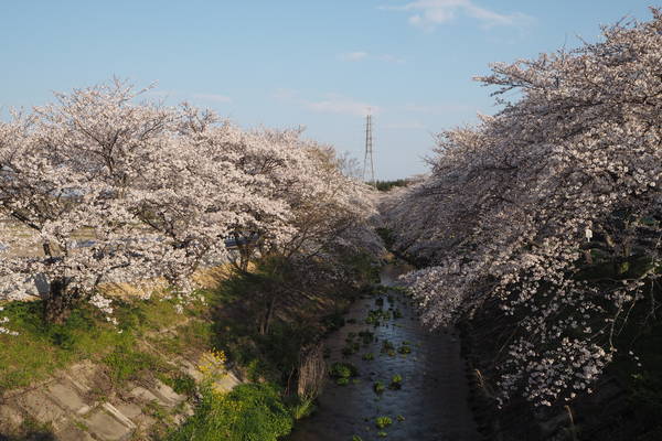 f:id:midorineko_cutter_mat:20200404215450j:plain