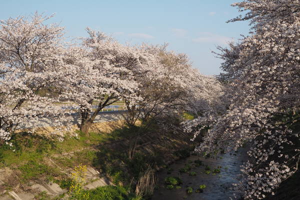 f:id:midorineko_cutter_mat:20200404215512j:plain