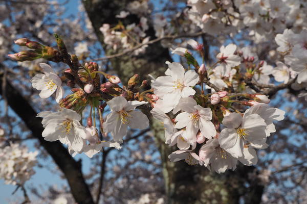 f:id:midorineko_cutter_mat:20200404215534j:plain
