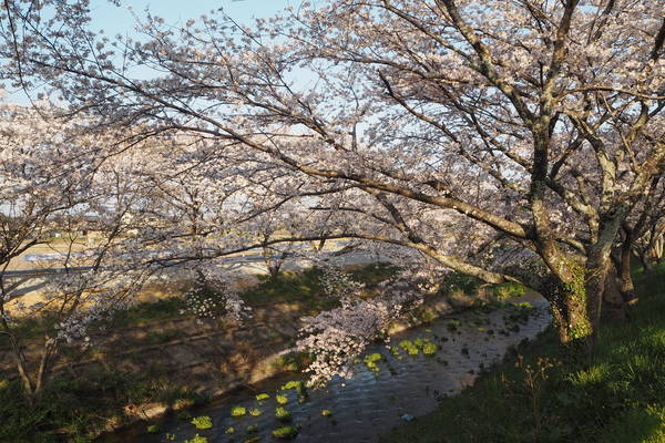 f:id:midorineko_cutter_mat:20200404215553j:plain