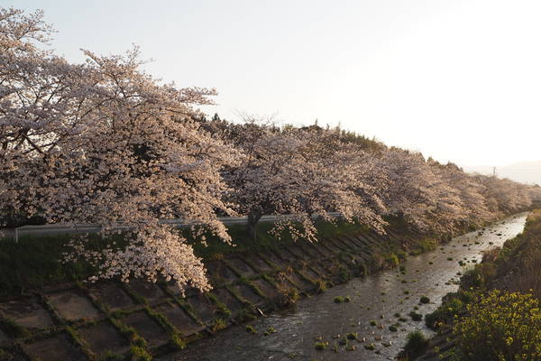 f:id:midorineko_cutter_mat:20200404215709j:plain