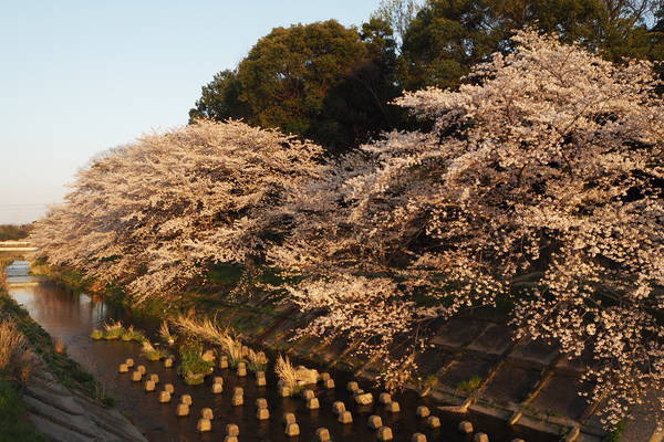 f:id:midorineko_cutter_mat:20200404234358j:plain