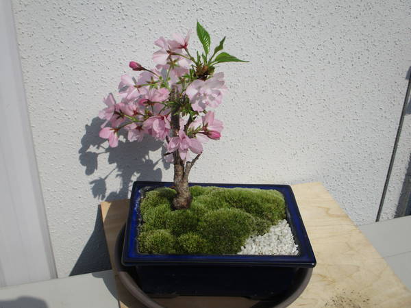 f:id:midorineko_cutter_mat:20200408184254j:plain f:id:midorineko_cutter_mat:20200408184254j:plain
