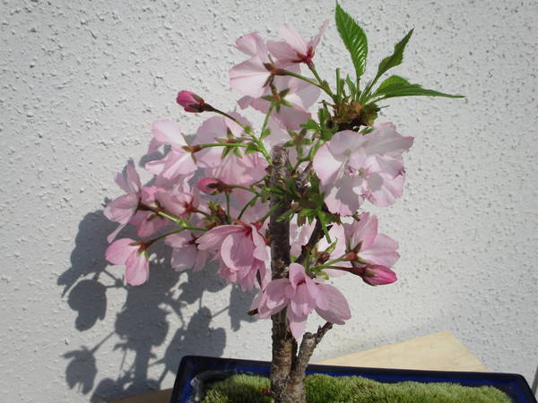 f:id:midorineko_cutter_mat:20200408184307j:plain f:id:midorineko_cutter_mat:20200408184307j:plain