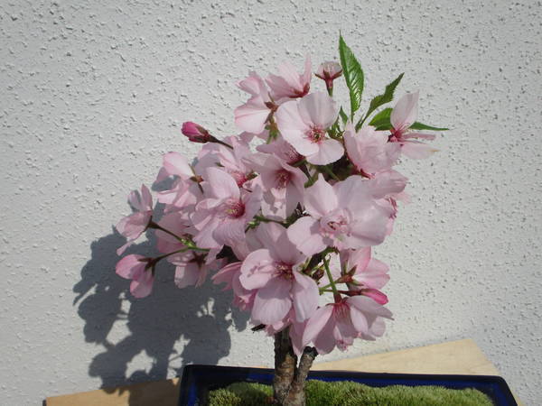 f:id:midorineko_cutter_mat:20200408184319j:plain f:id:midorineko_cutter_mat:20200408184319j:plain