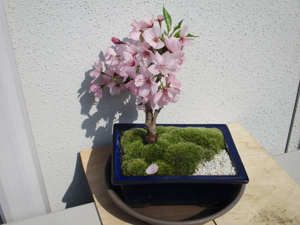 f:id:midorineko_cutter_mat:20200408184330j:plain f:id:midorineko_cutter_mat:20200408184330j:plain