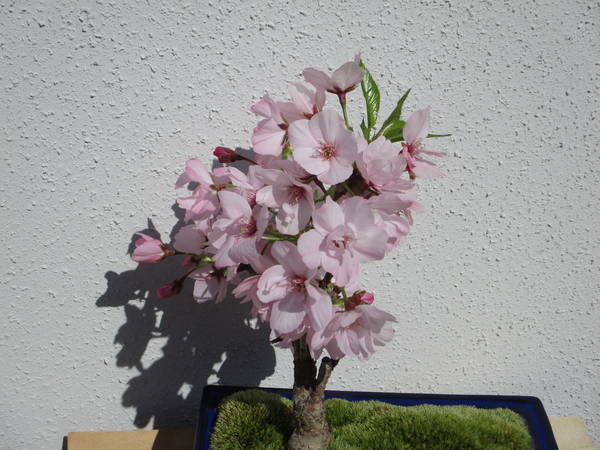 f:id:midorineko_cutter_mat:20200408184341j:plain f:id:midorineko_cutter_mat:20200408184341j:plain