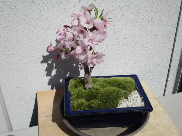 f:id:midorineko_cutter_mat:20200408184351j:plain f:id:midorineko_cutter_mat:20200408184351j:plain
