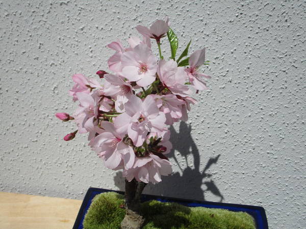 f:id:midorineko_cutter_mat:20200408184403j:plain f:id:midorineko_cutter_mat:20200408184403j:plain